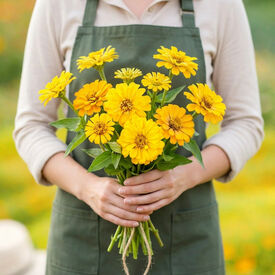 Canary Bird, Zinnia Seeds